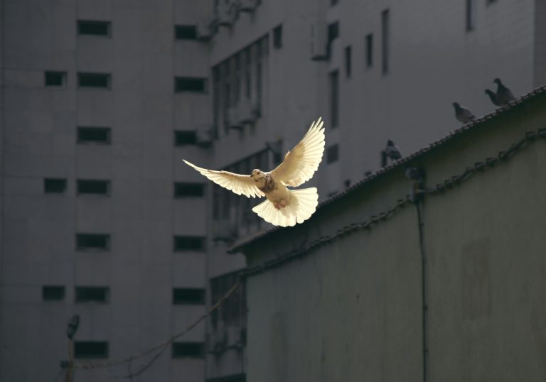 Mindful Moments: Simple Practices for Daily Peace